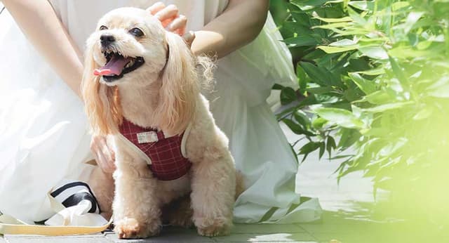 【大切なワンちゃんと過ごす結婚式】ペット挙式×見積り相談会