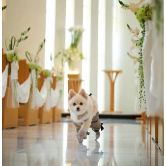 【大切なワンちゃんと過ごす結婚式】ペット挙式×見積り相談会