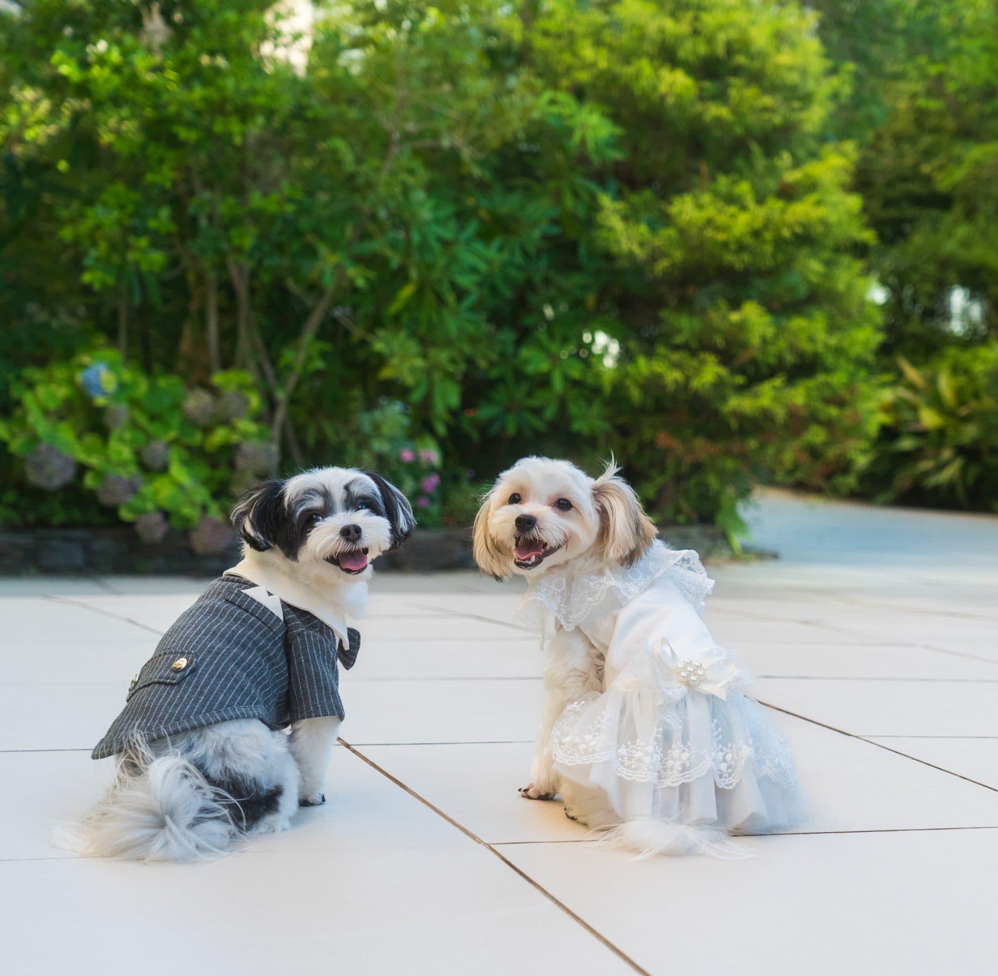 【ペットウエディングプラン】お庭付きチャペルでペットと一緒に結婚式